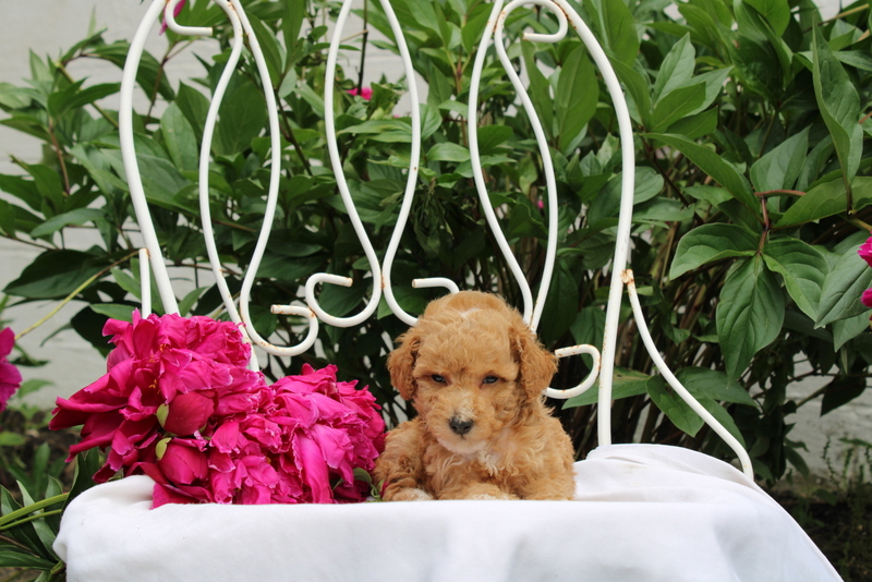 puppy, for, sale, Millwood Malena, Matthew B. Stoltzfus, dog, breeder, Gap, PA, dog-breeder, puppy-for-sale, forsale, nearby, find, puppyfind, locator, puppylocator, aca
